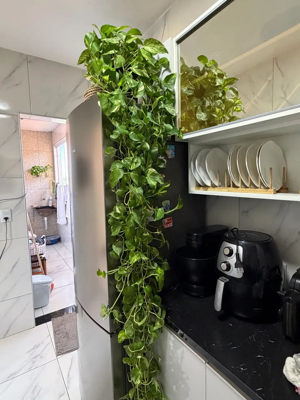 Planta jiboia  - Foto 6