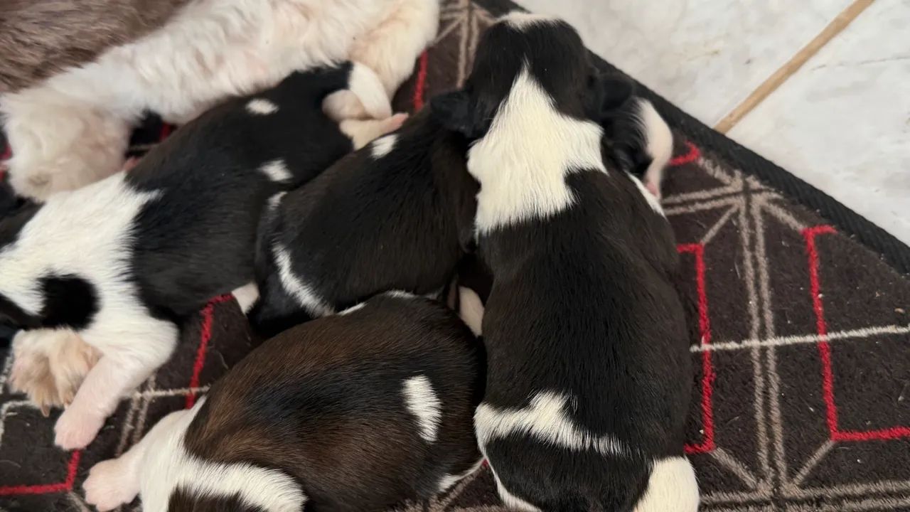 Shih-tzu  - Foto 5