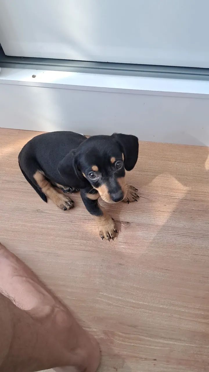 Dachshund - Foto 2