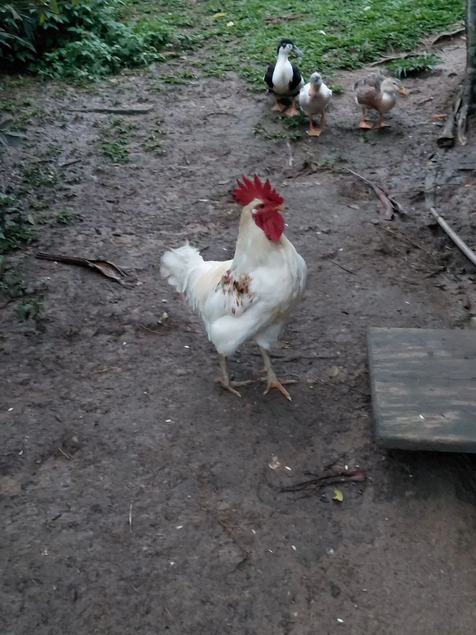 Vendo galo