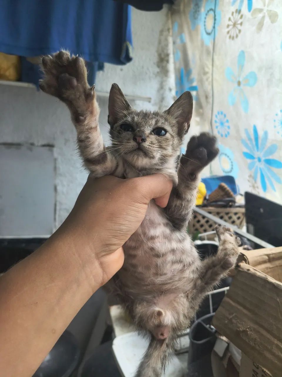 Filhotes para adoção  - Foto 2