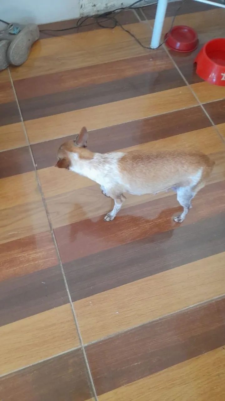 Cachorro ? - Foto 2