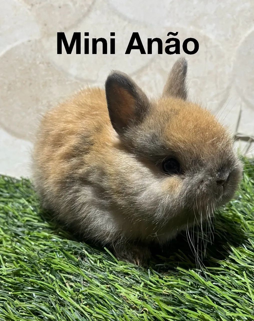 Mini coelhos  - Foto 5
