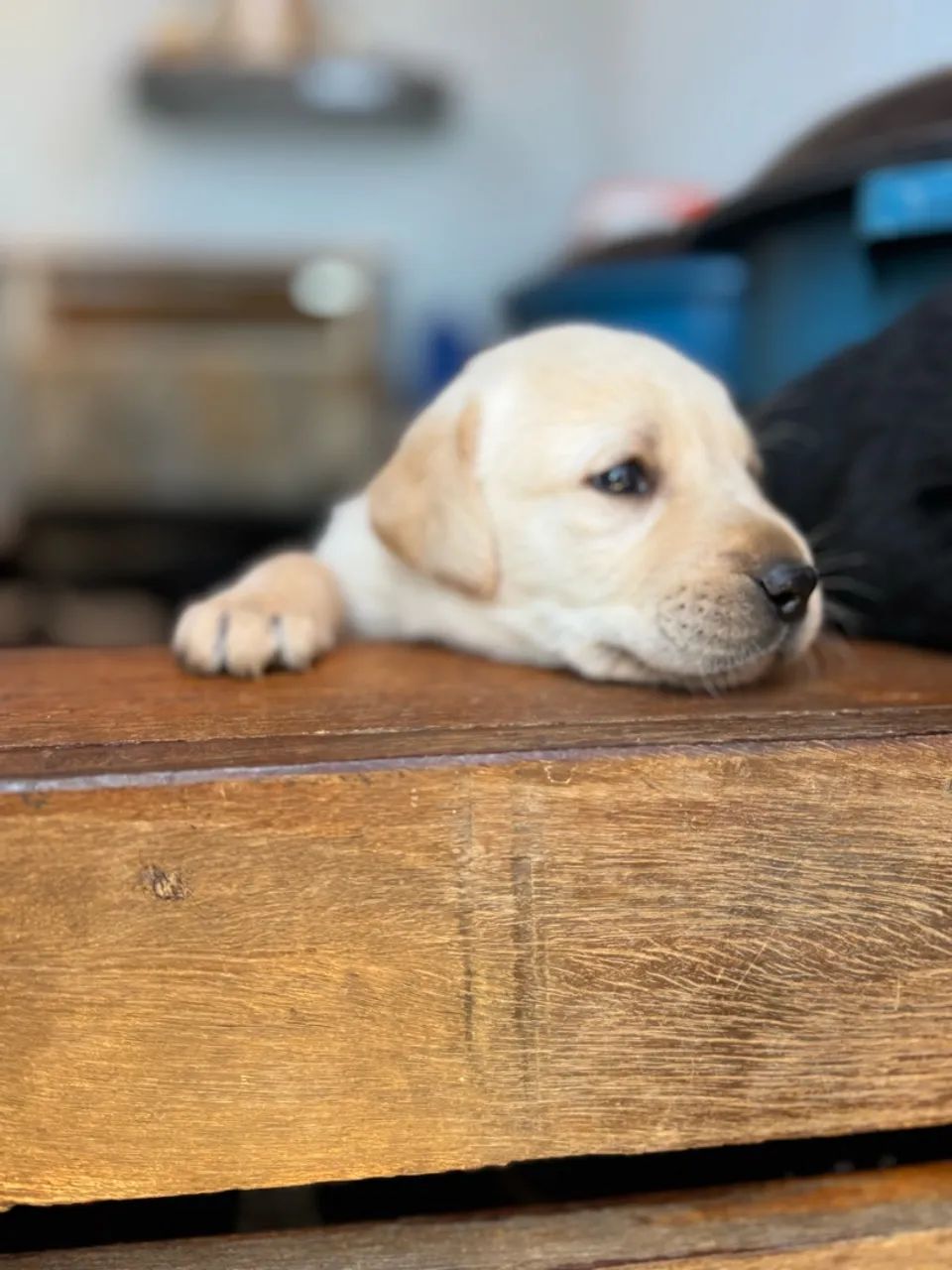 Labrador  - Foto 5