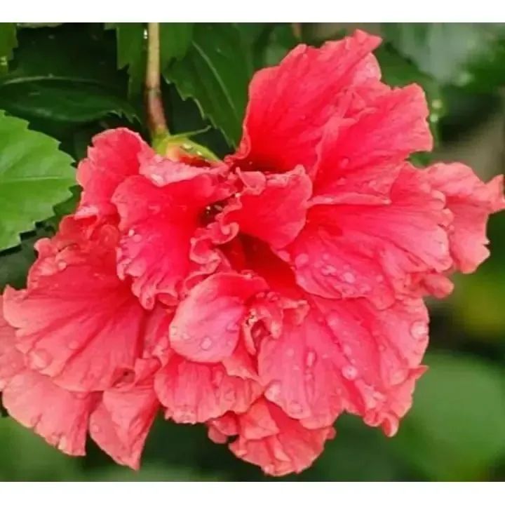 Muda de hibisco  - Foto 2
