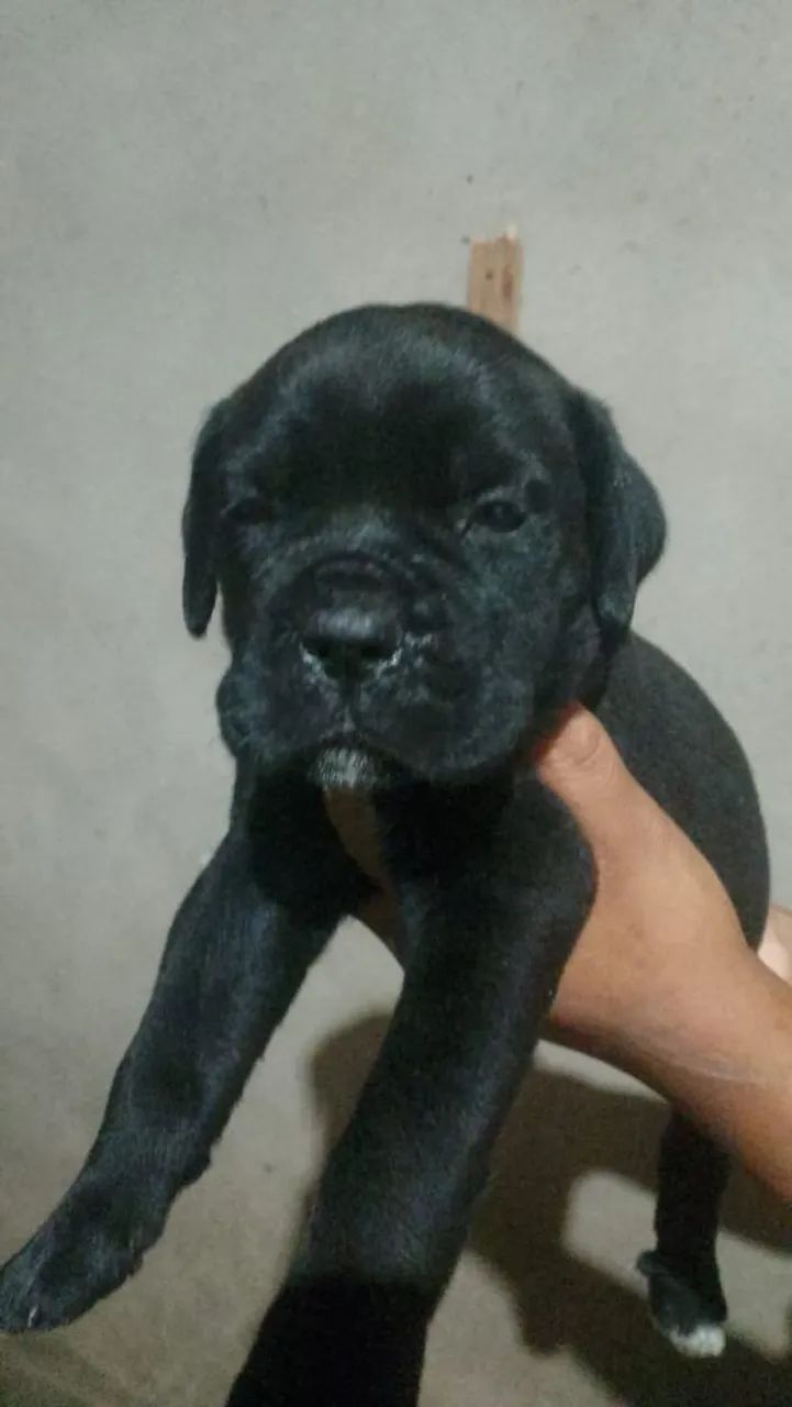 Cane corso