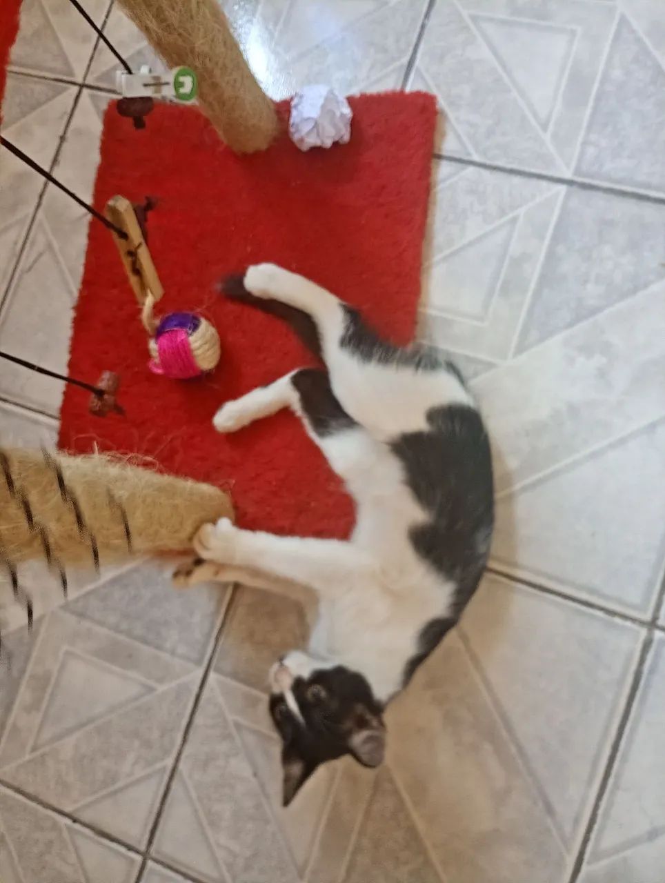 Adoção de gatinhas  - Foto 4