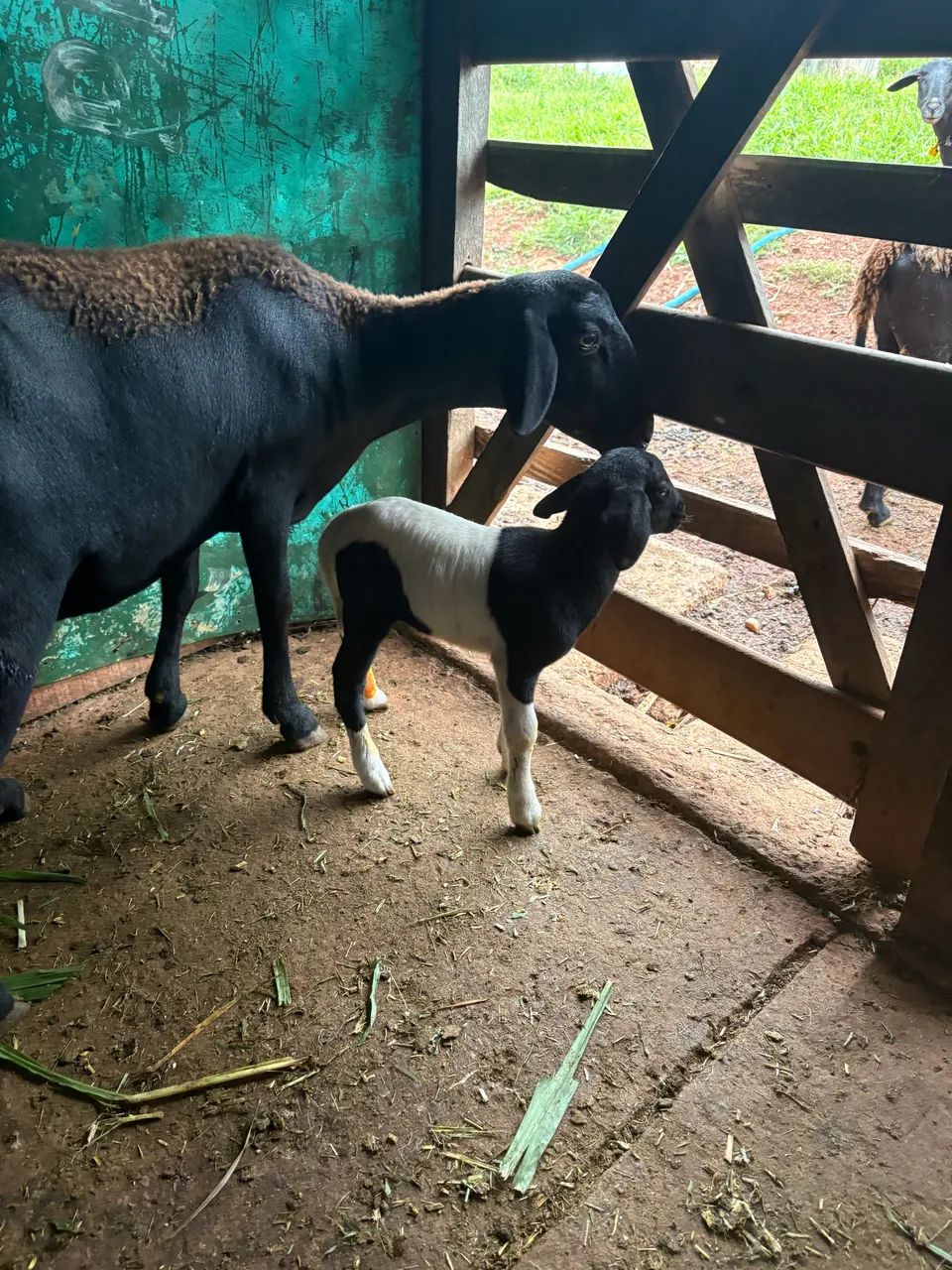 Casal ovelha e Carneiro  - Foto 3