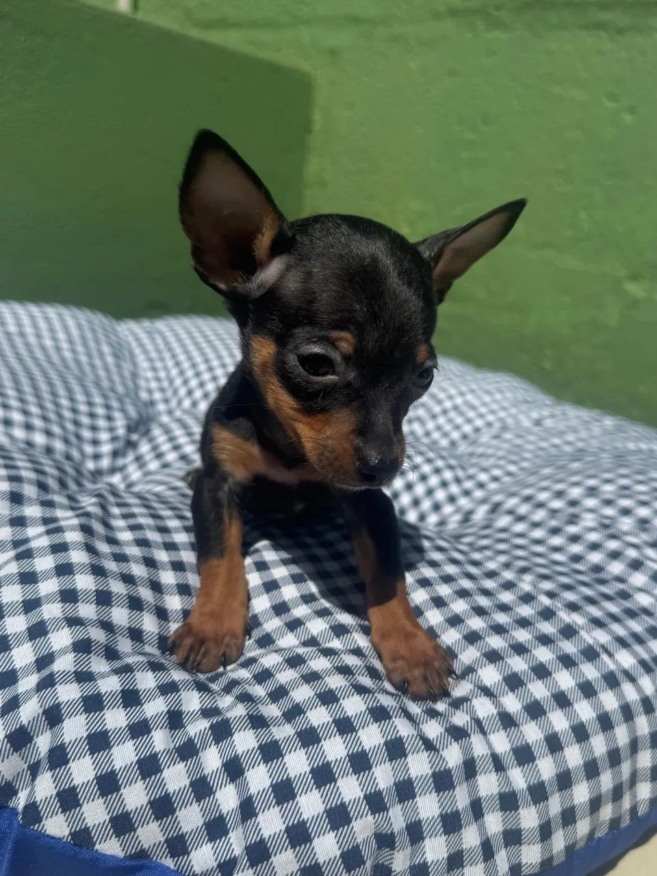 Pinscher zero macho - Foto 2