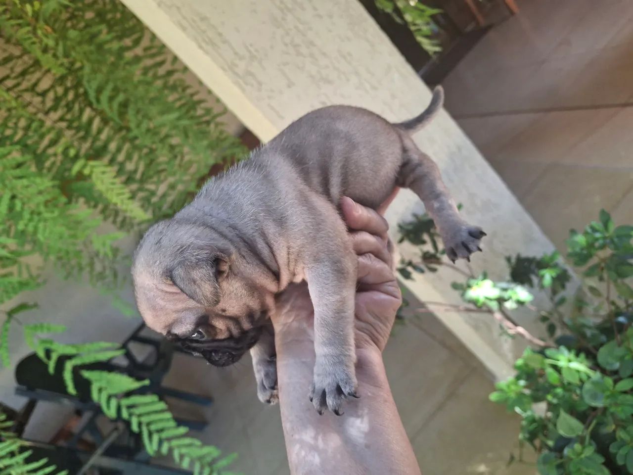 Pug  - Foto 2