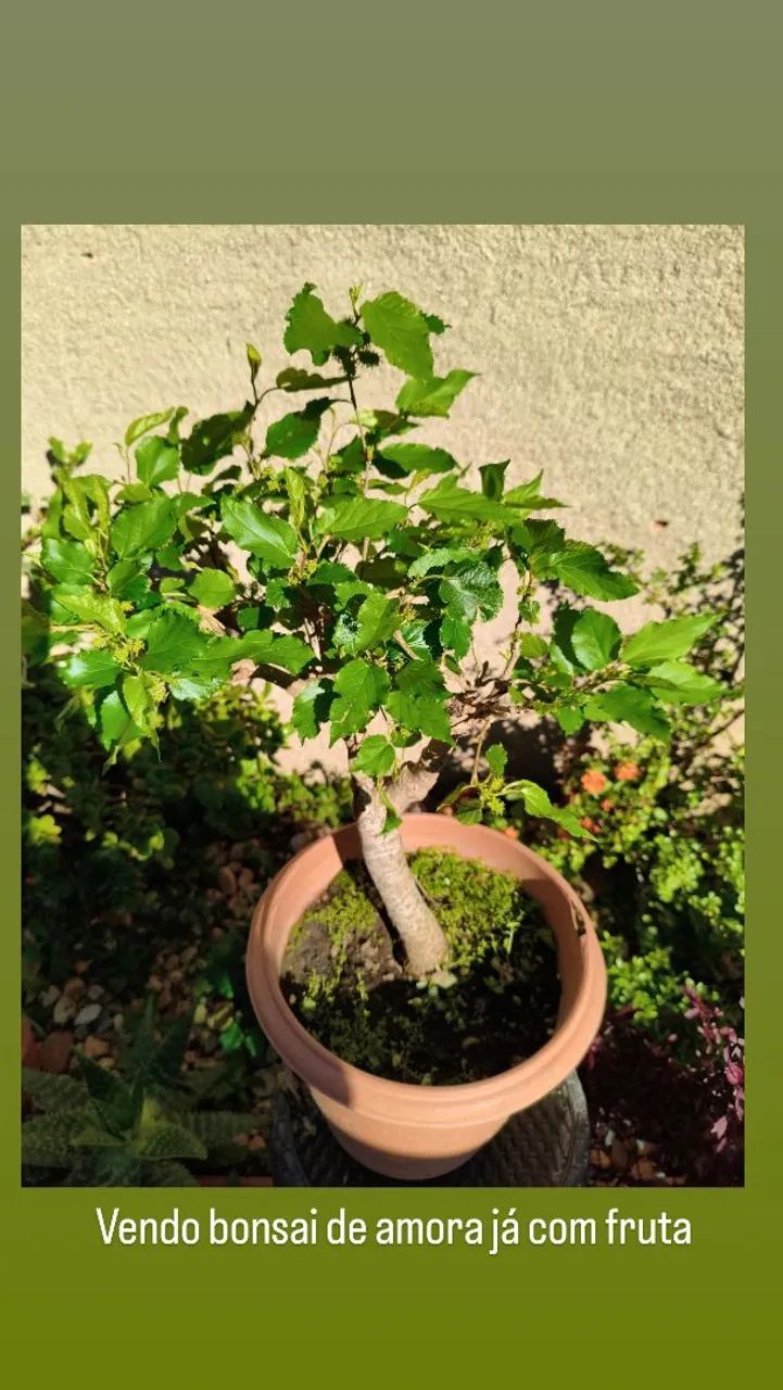 Bonsai de amora 