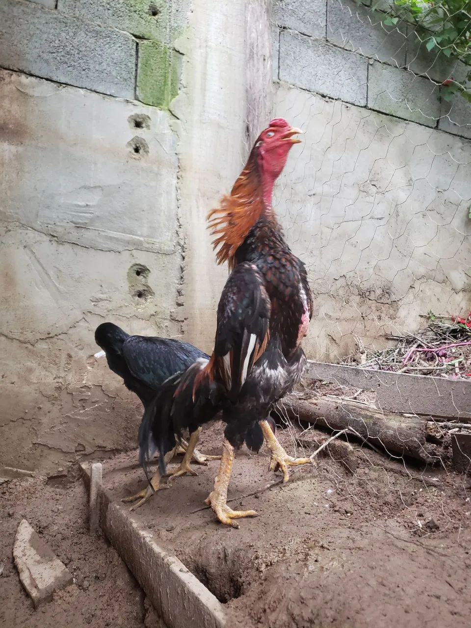 Frango shamo casal  - Foto 3