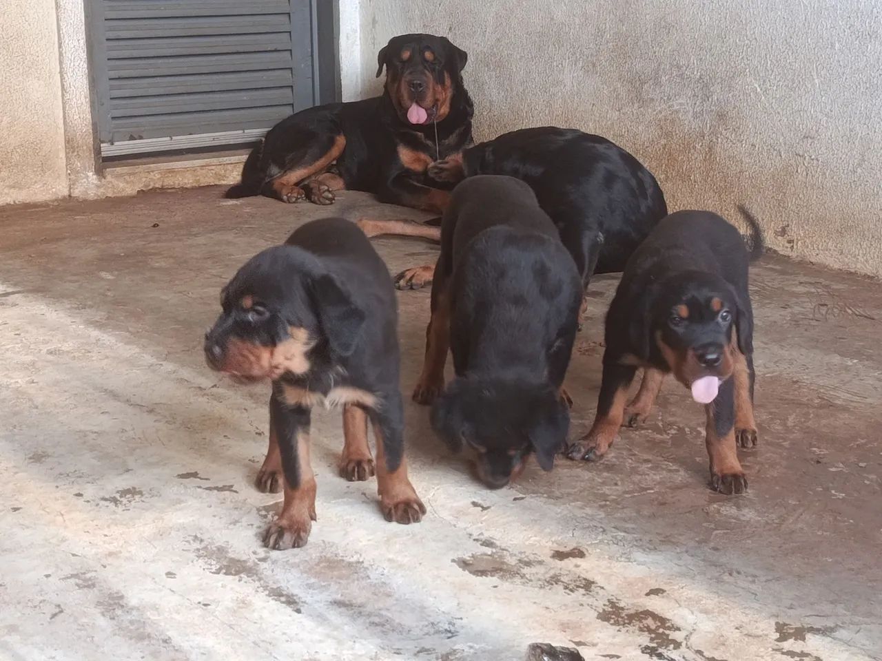 Cachorro rottweiler  - Foto 2