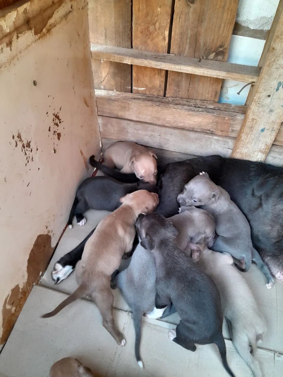 Filhotes de pitbull - Foto 3