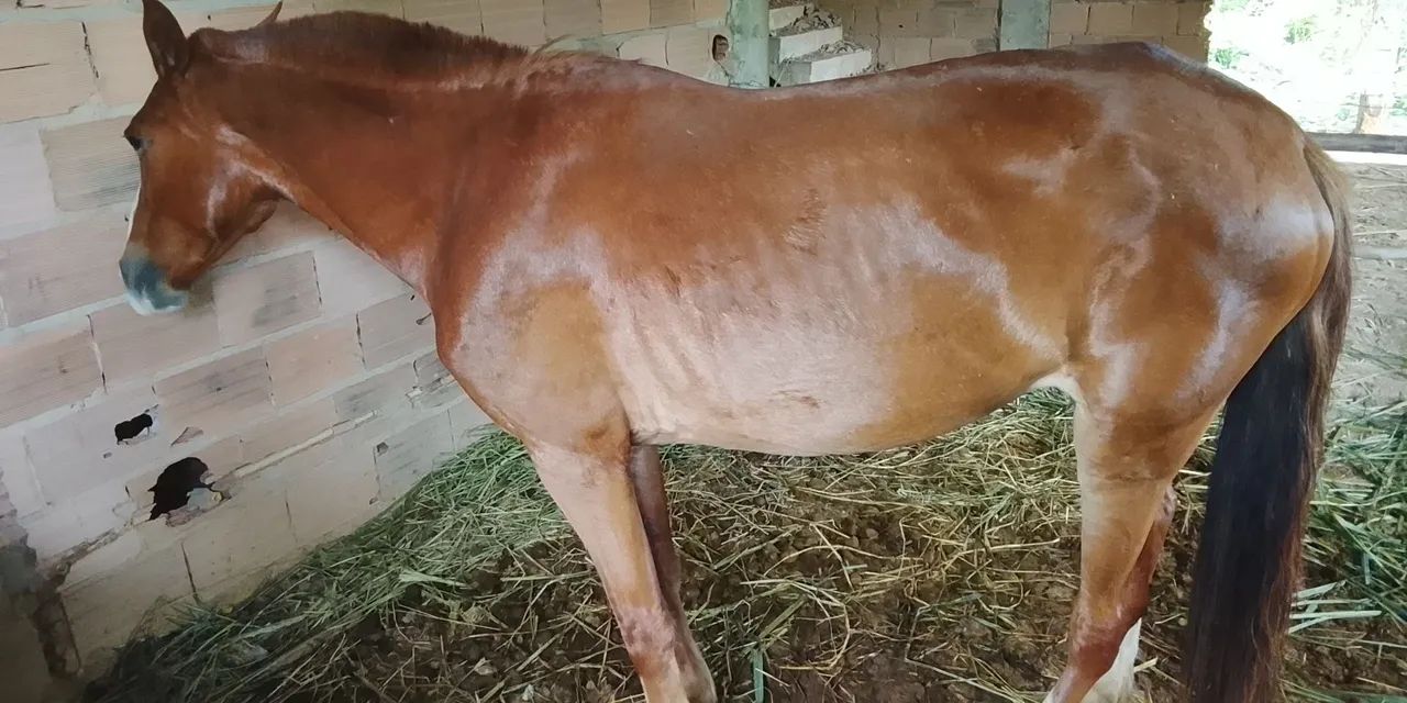 Cavalos a venda  - Foto 5