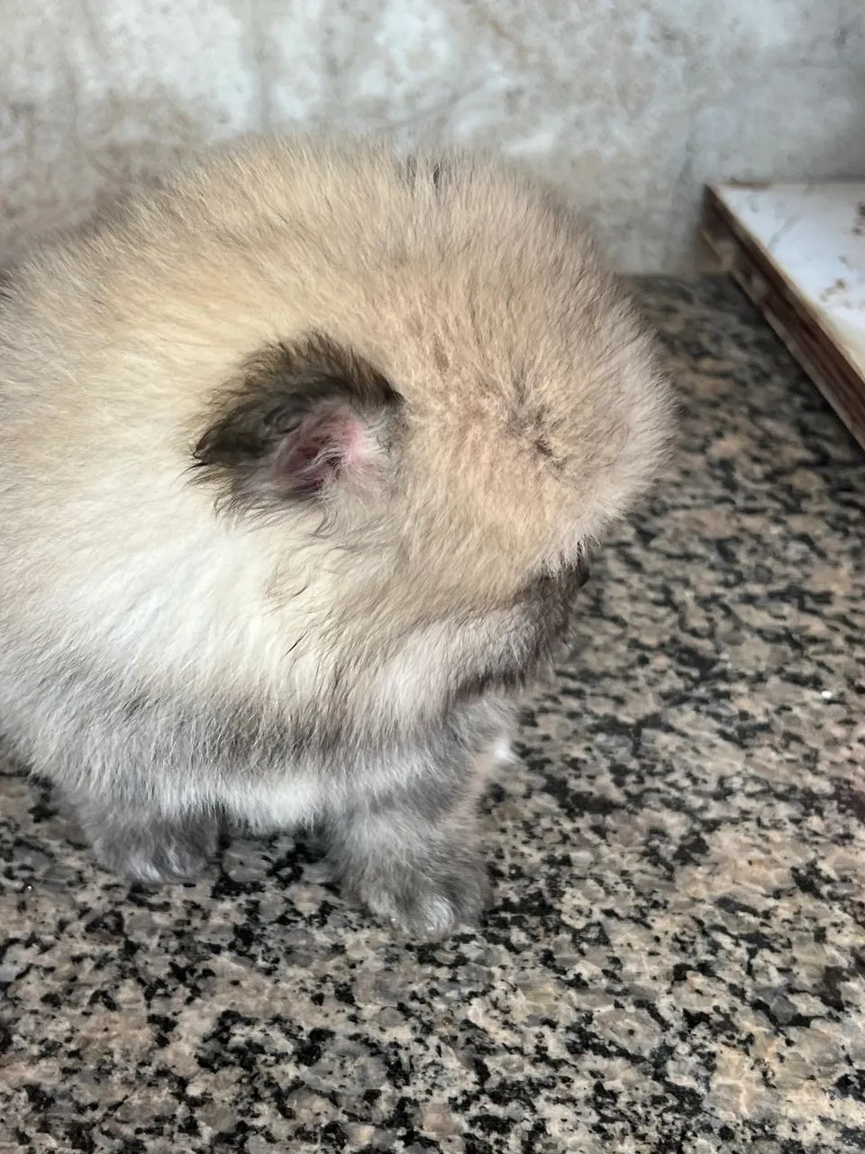Spitiz alemão - Foto 2