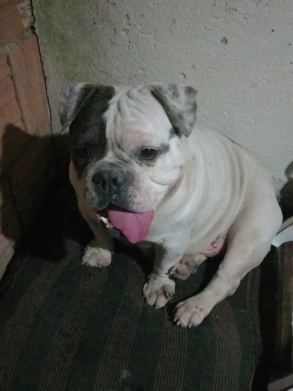 Doação responsável  - Foto 2