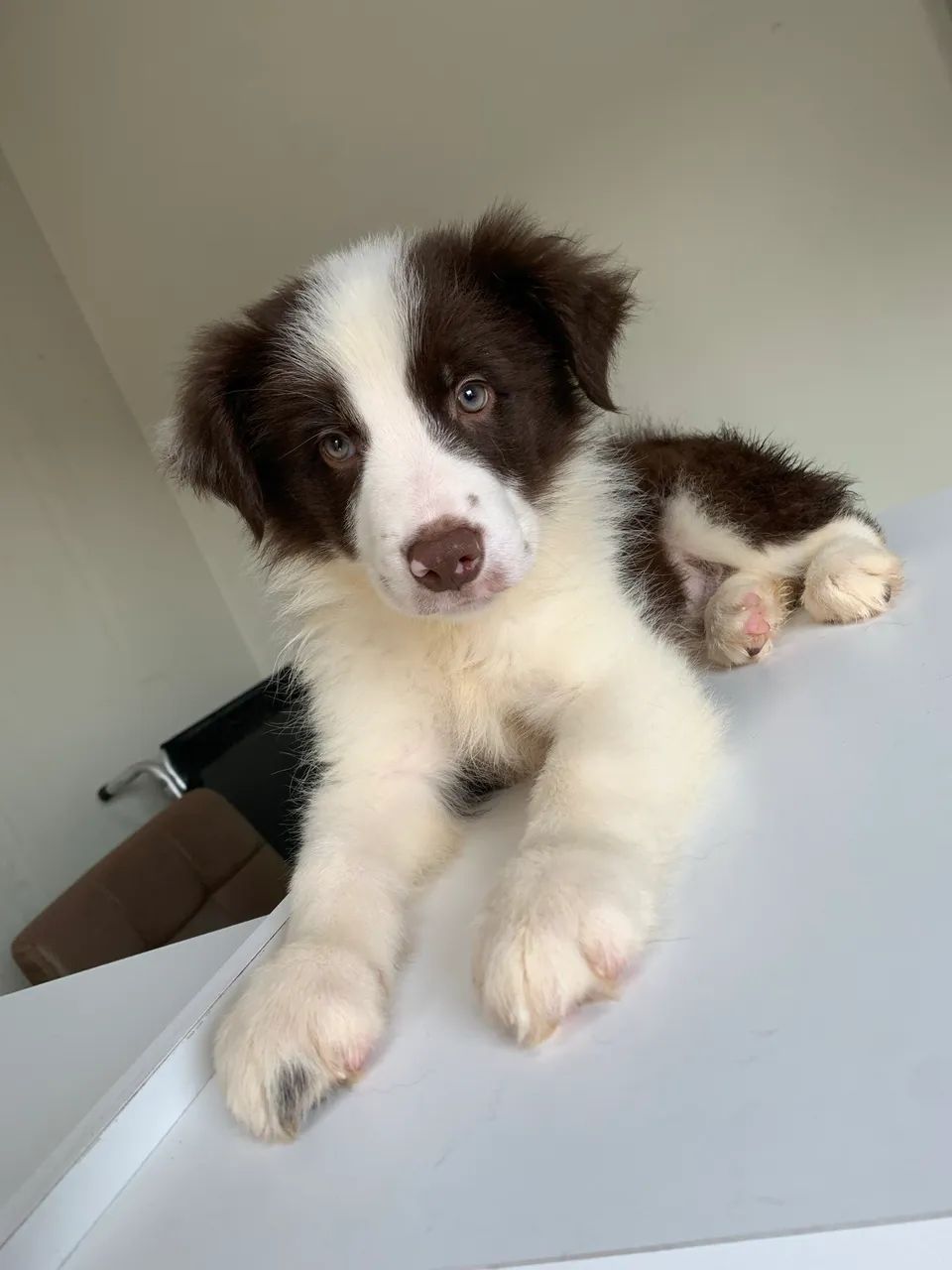 Cachorro Border collie 