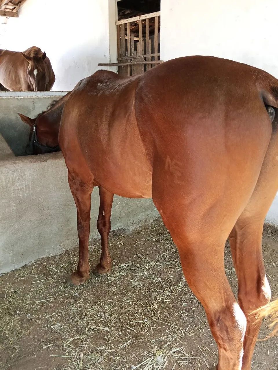 Cavalo  - Foto 5