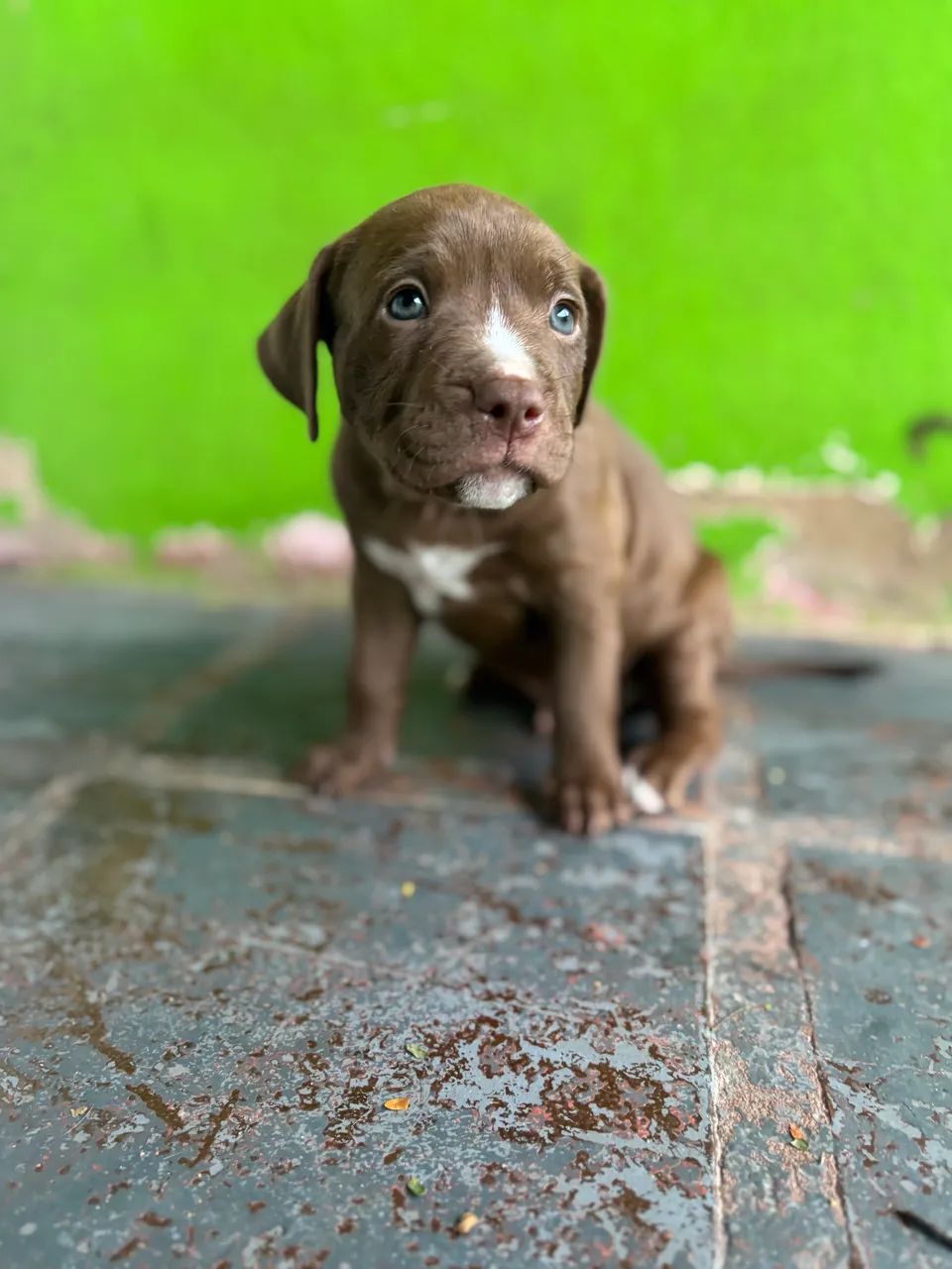 3 Pitbull macho - Foto 3