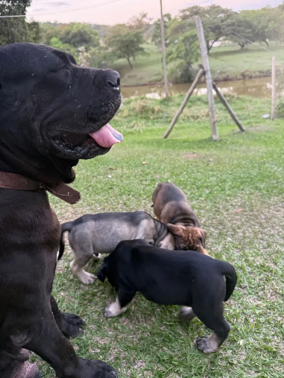 Filhotes Cane Corso - Foto 2