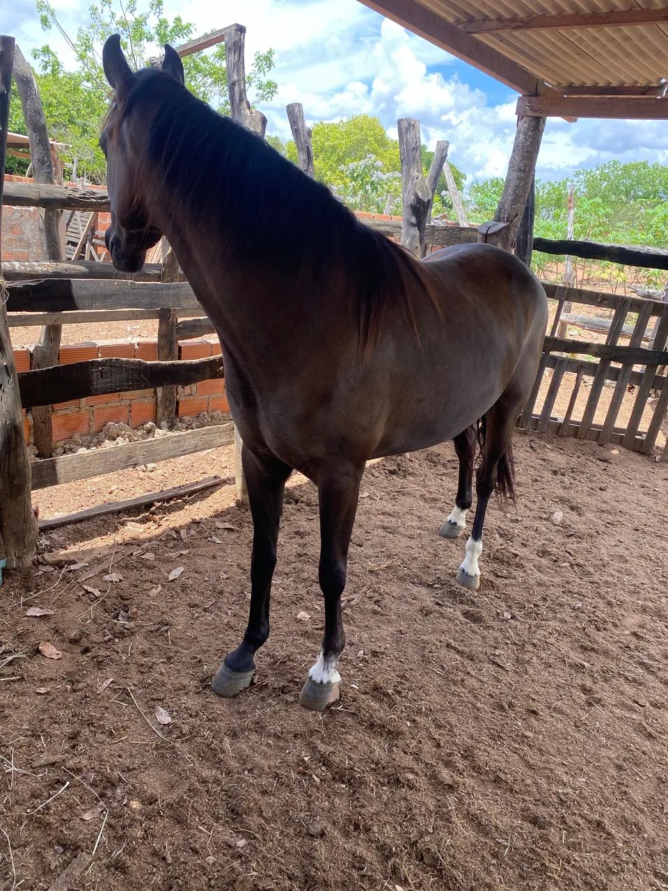 Égua mangalarga  - Foto 2