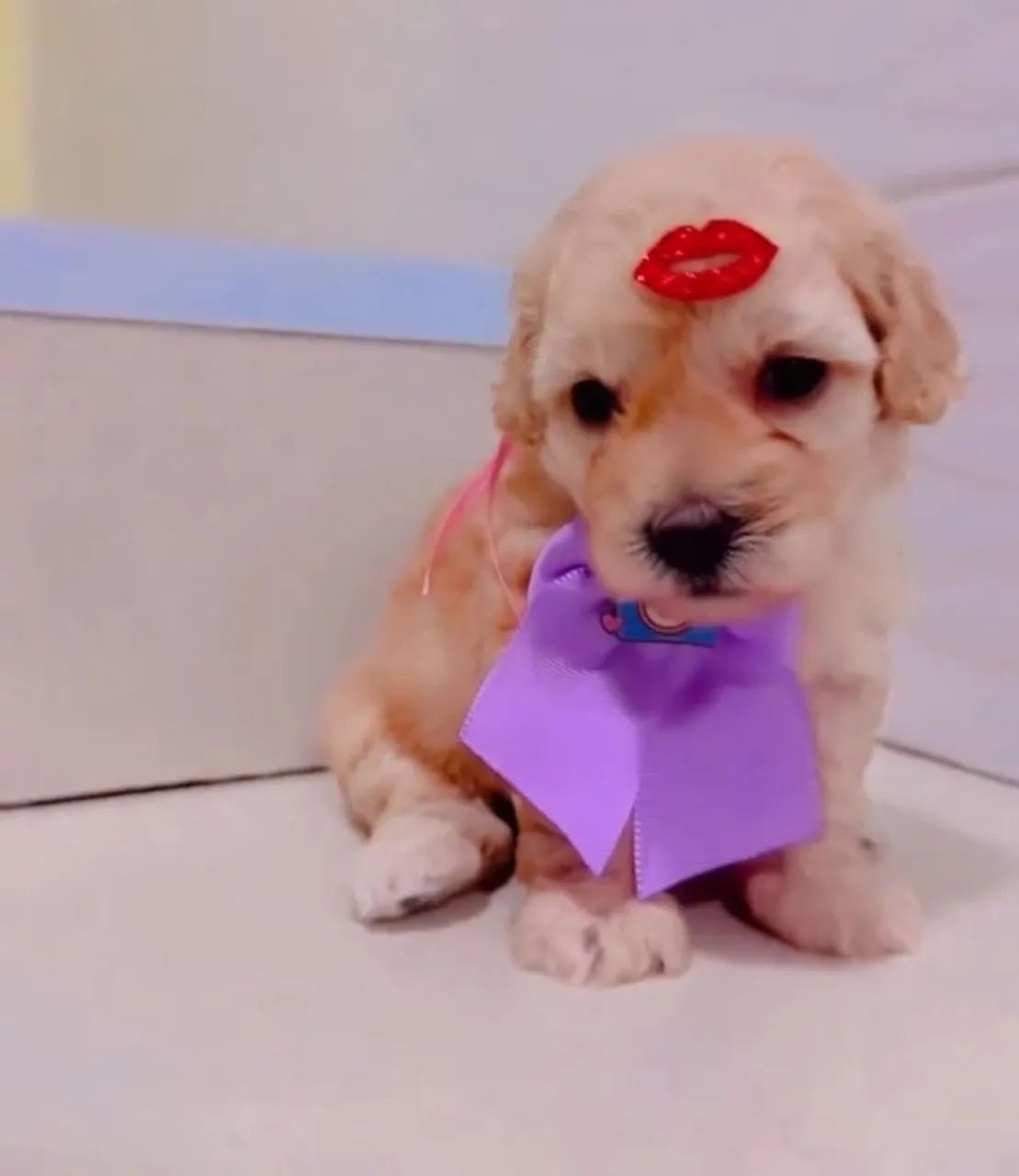 Poodle - Foto 4