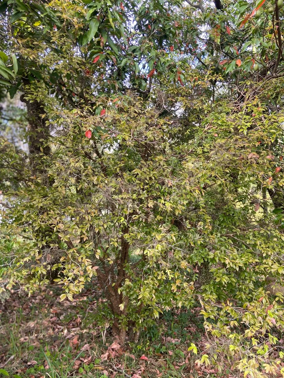 Jabuticabeiras Híbridas  - Foto 3