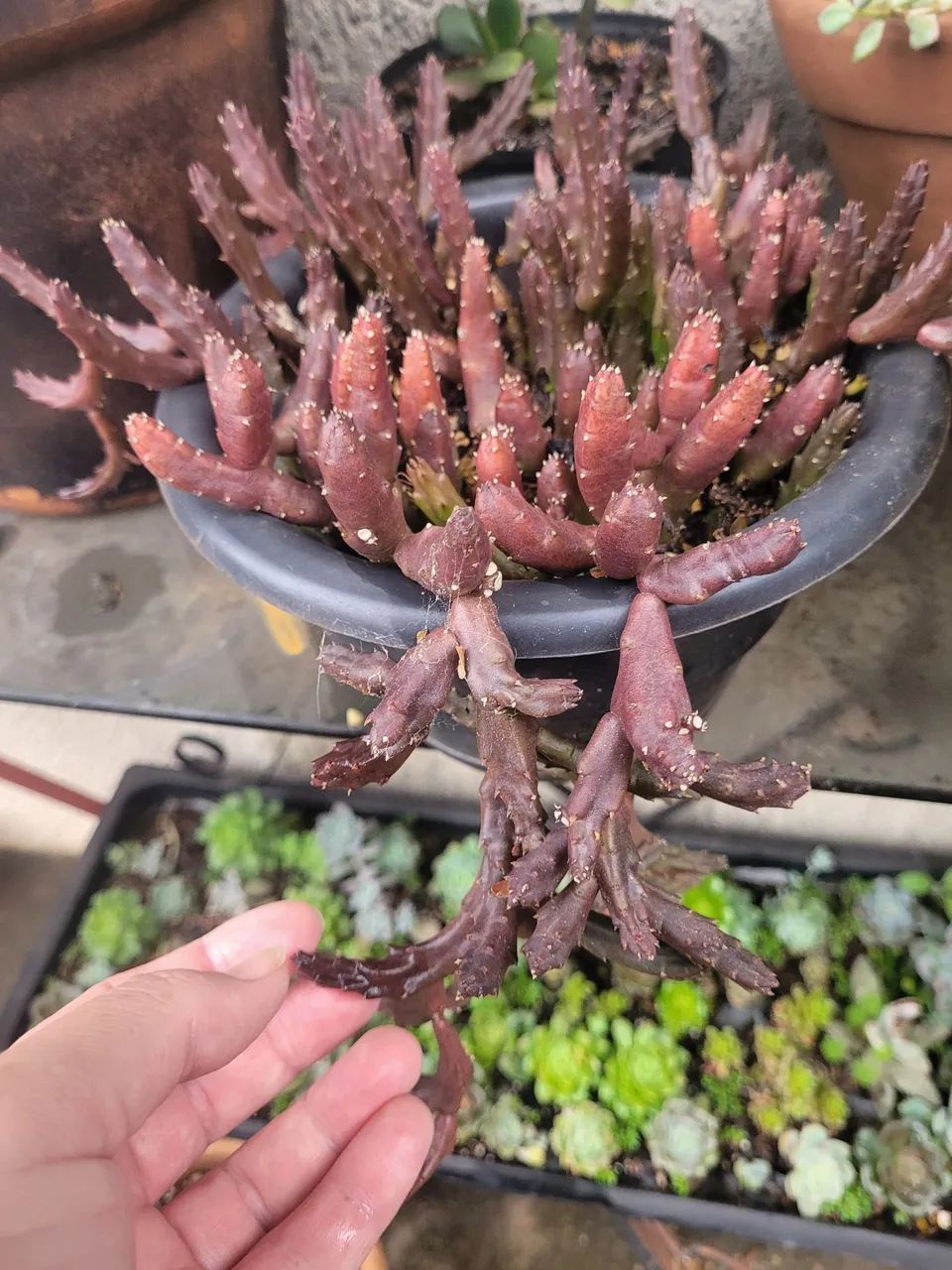 Suculenta e cactos - Foto 5