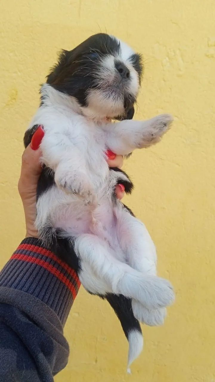 Vendo lindos  filhotes de Shitzu!!! - Foto 3