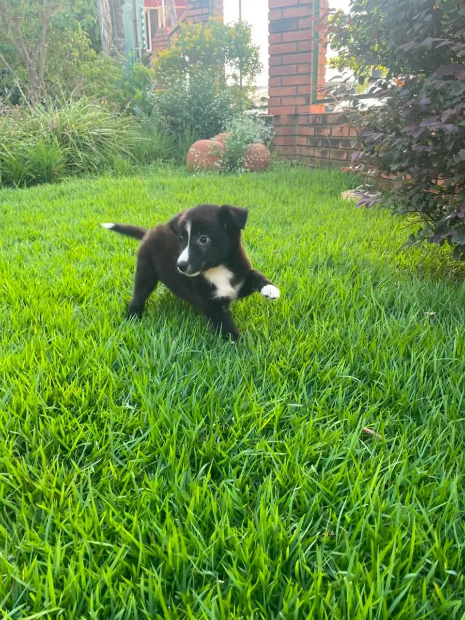 Border Collie  - Foto 3