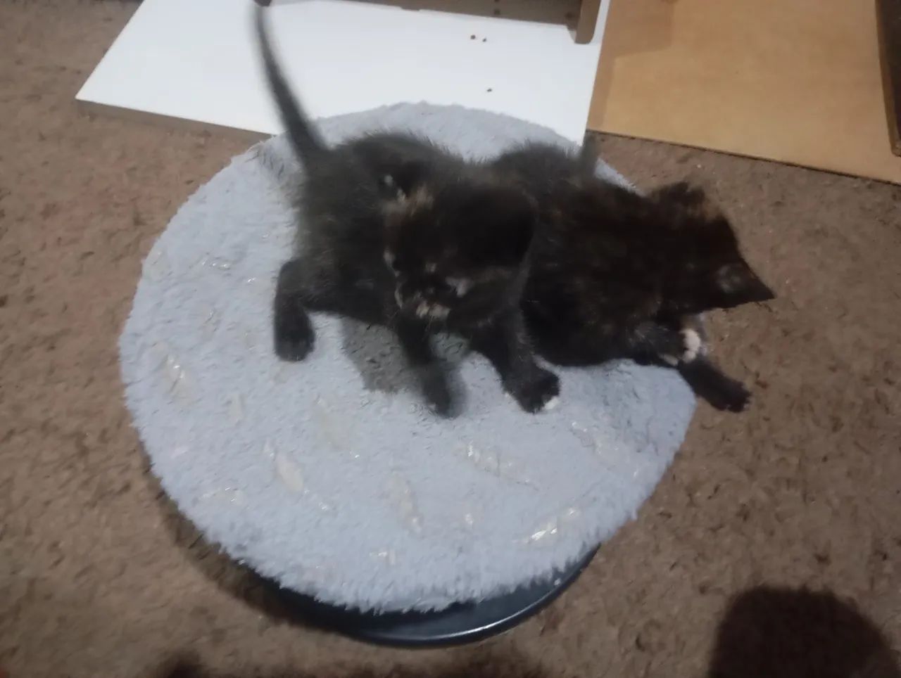 Duas GATINHAS para doação  - Foto 5