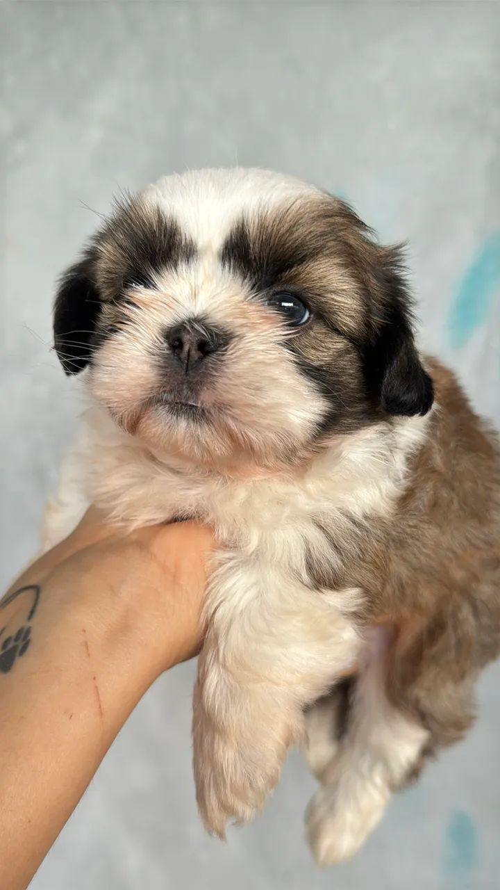 Shihtzus bebês  - Foto 2
