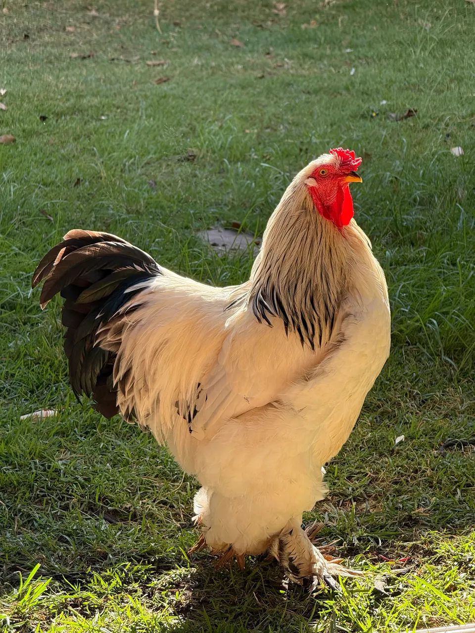  Pintinho Brahma Light Premium - Foto 5