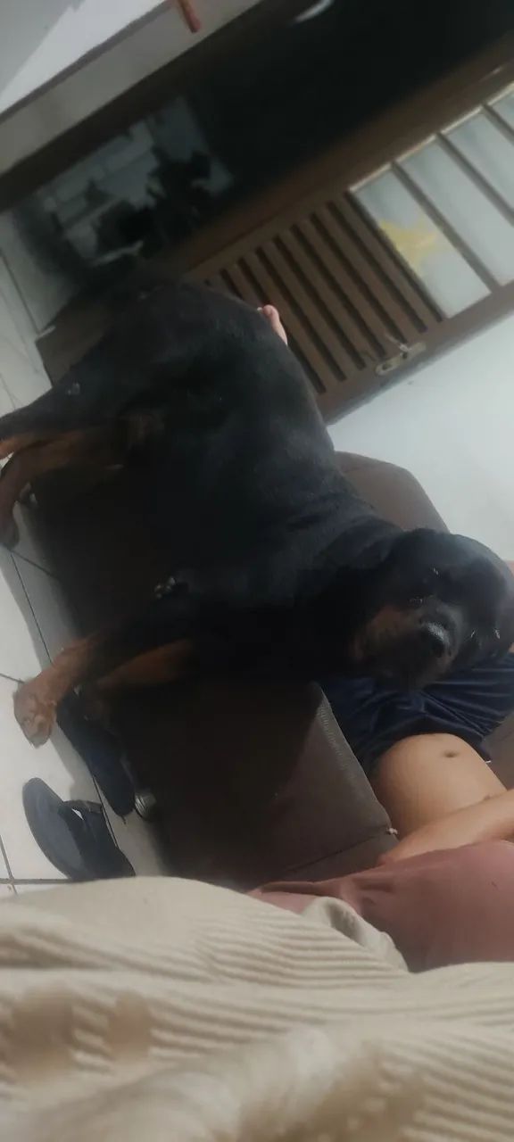 Rottweiler  - Foto 5