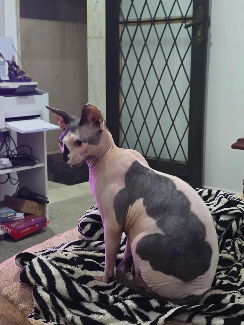 Gato Sphynx Macho com Pedigree - Foto 3