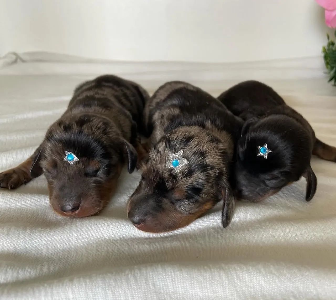 Dachshund Kanichen  - Foto 6