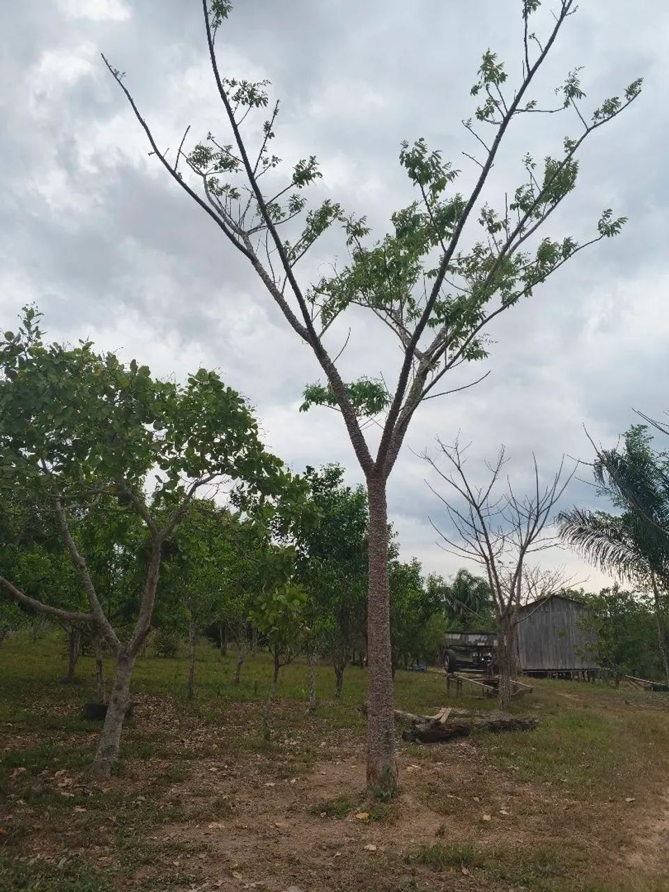 Vendo chacara 