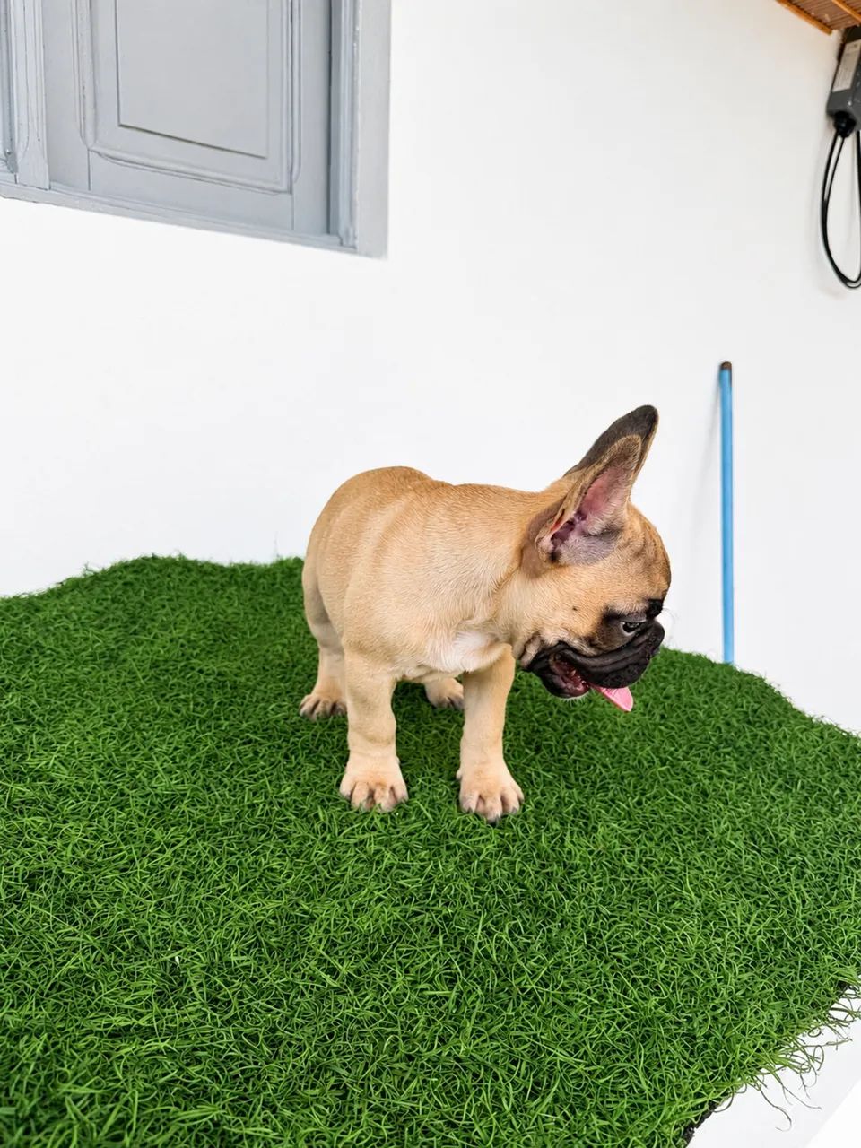 Bulldog francês  - Foto 3