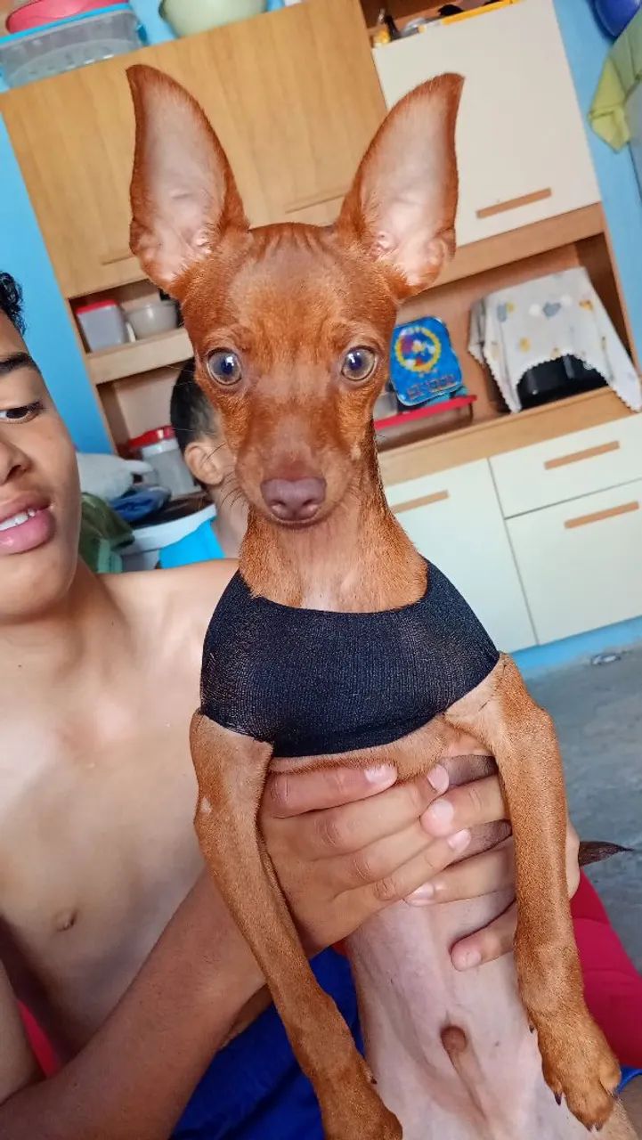 Cachorro  - Foto 2