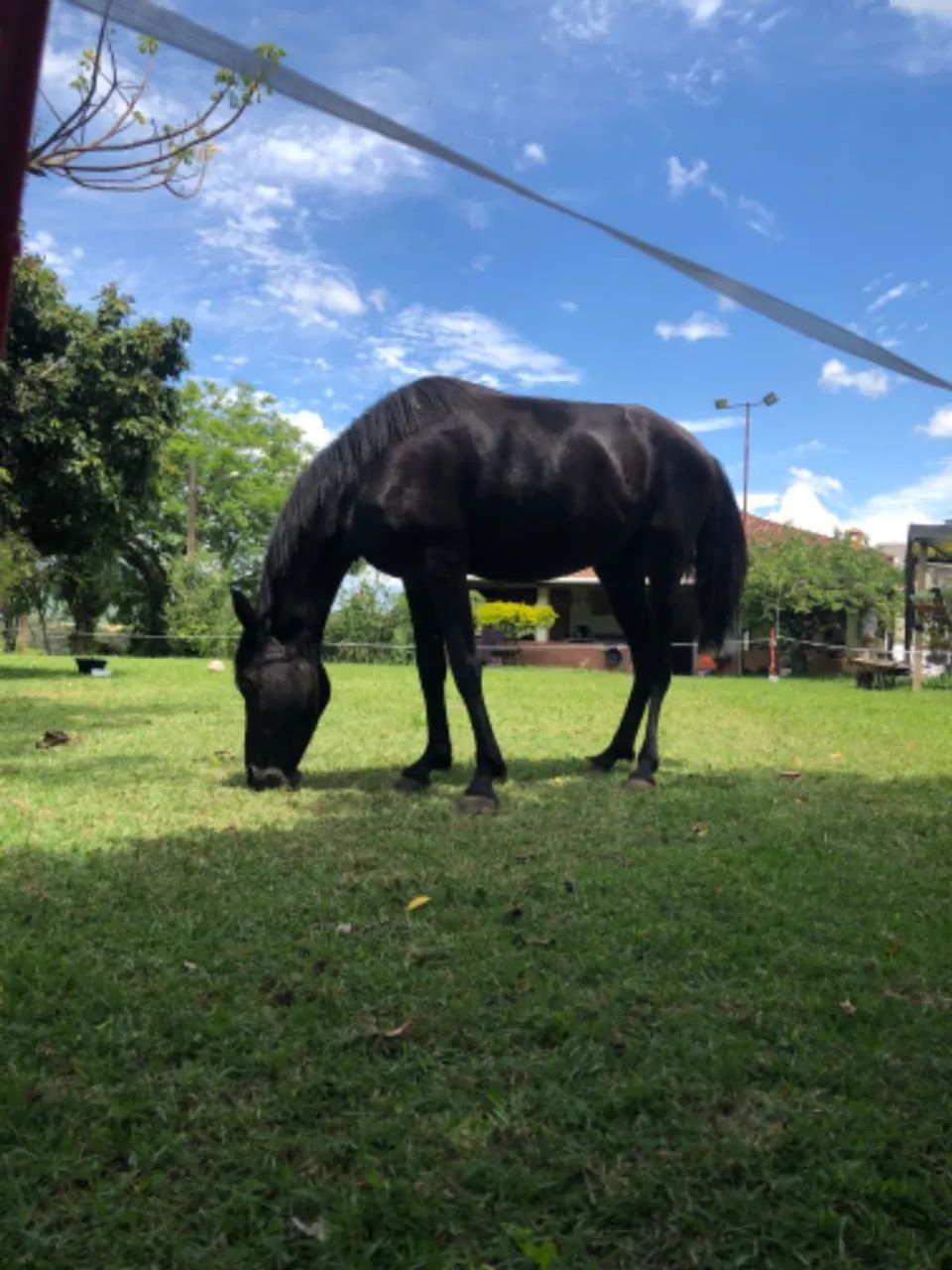 Cavalo mangalarga  - Foto 2