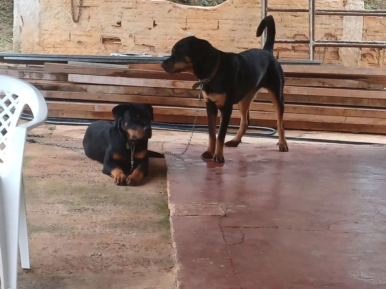 Rottweiler  - Foto 5