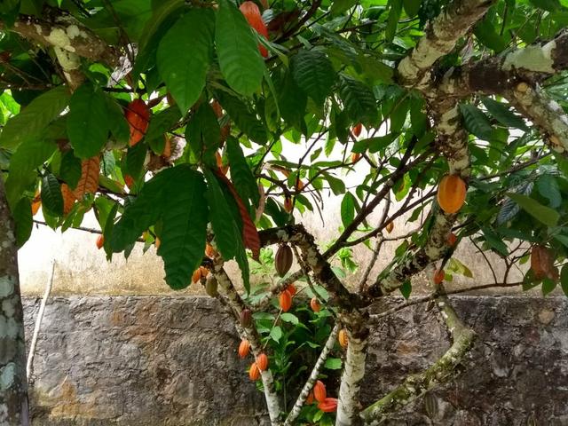 Fazenda - Foto 2