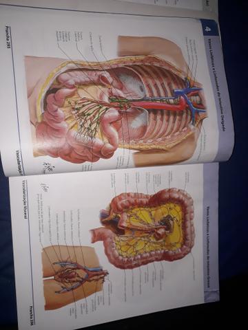 Dois Atlas de Anatomia Humana do Netter - volumes 1 e 2 - Foto 5
