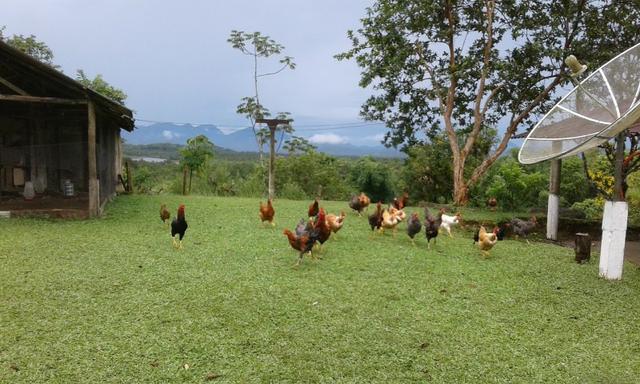 Excelente fazenda em Antonina 40 Alqueires - Foto 4