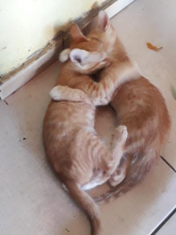 Gatinhos S2