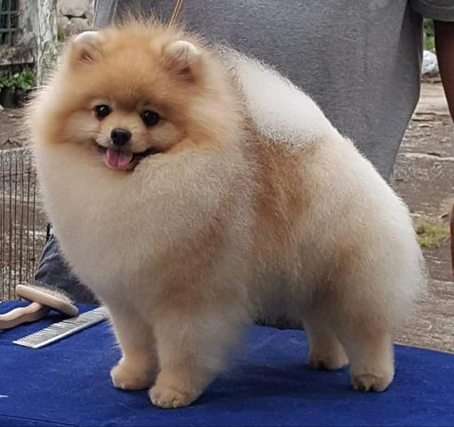 Alta Genética de Spitz alemão