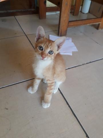 Gatinhos S2 - Foto 3