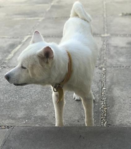 Vendo filhote de Akita com Pastor Alemão