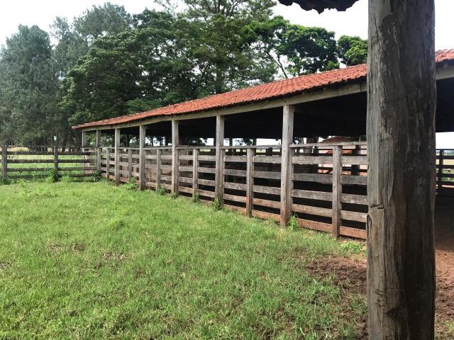 Vende-se Fazenda na Cidade de Dirce Reis-SP - Foto 14